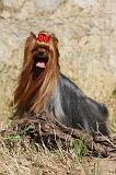 YORKSHIRE TERRIER 498